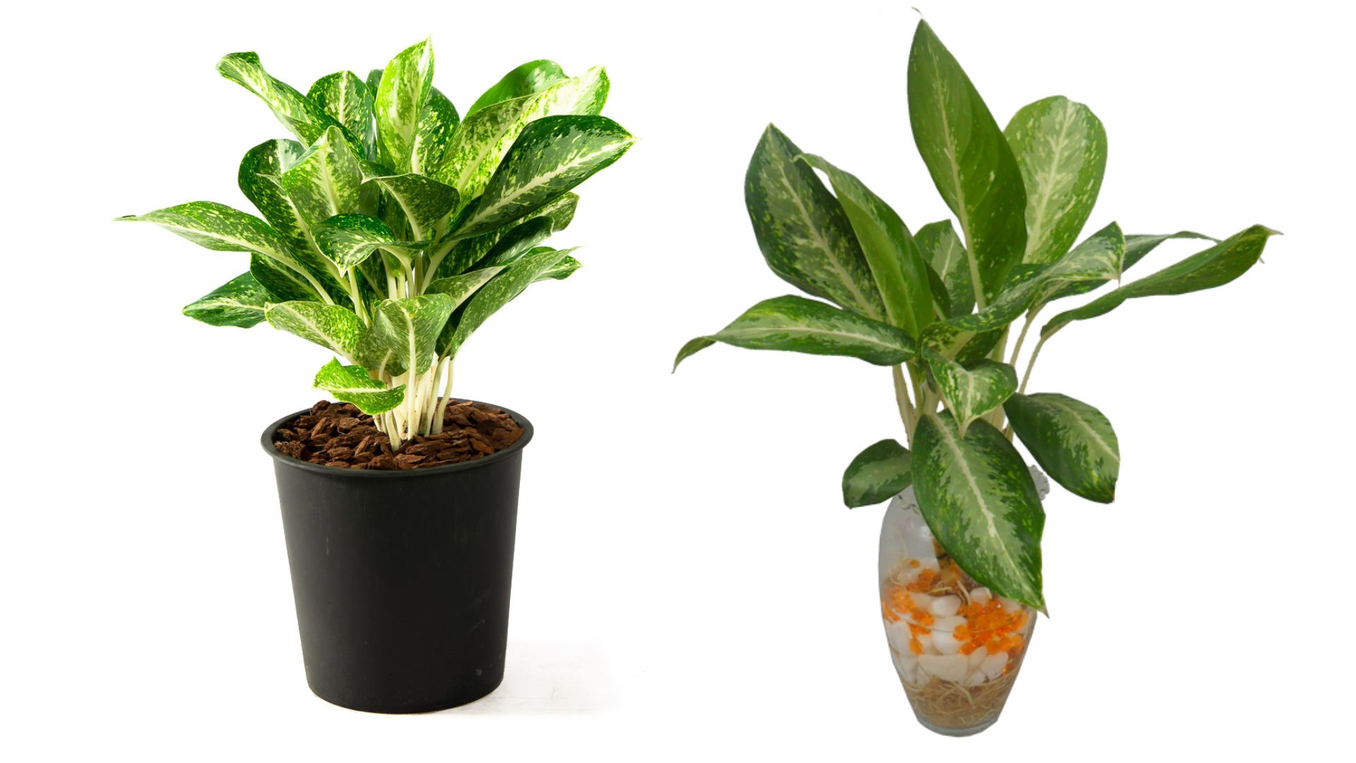 Ý Nghĩa Phong Thủy Của Cây Huy Hoàng